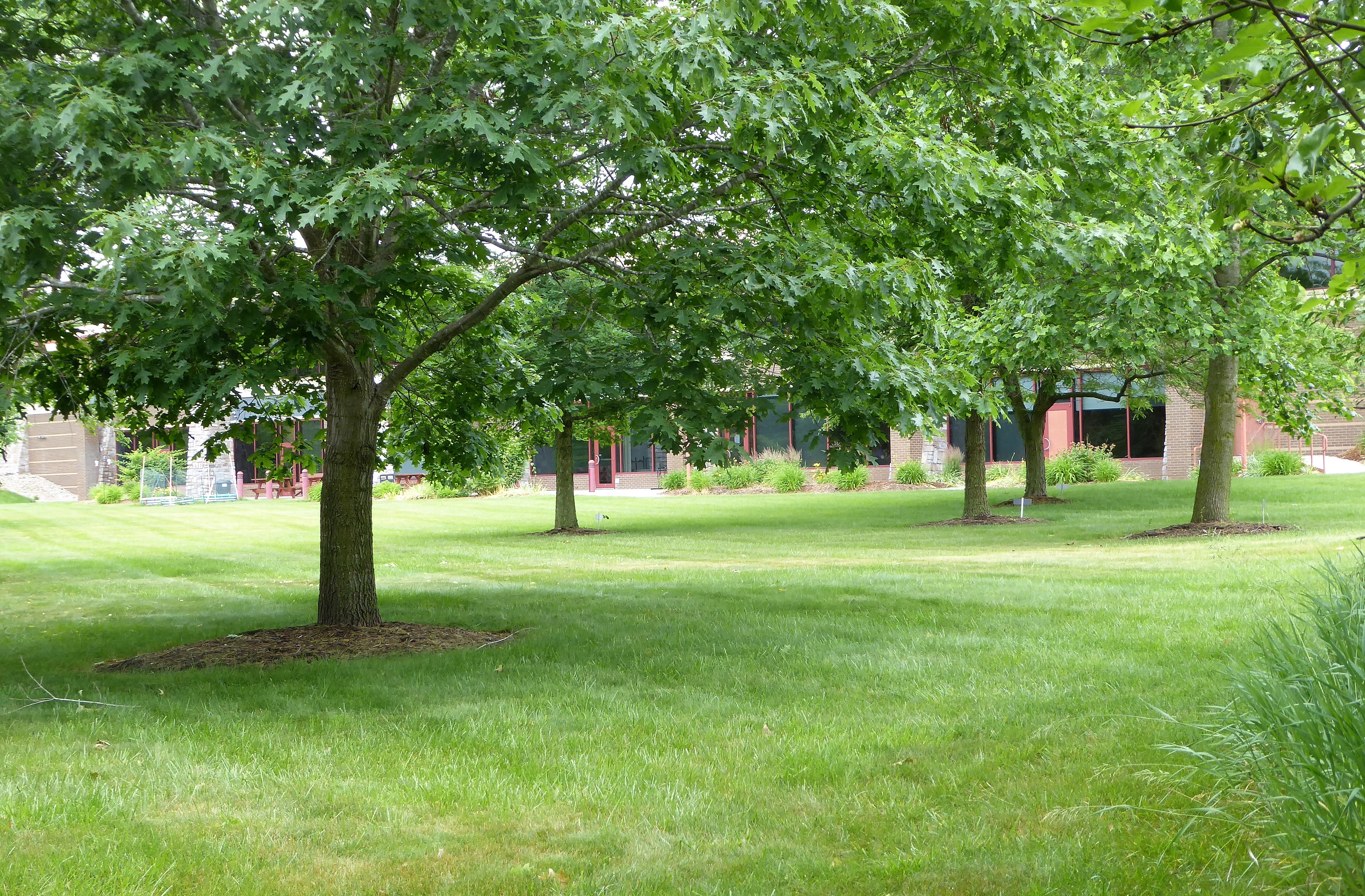Trees in the library's backyard, with the library just barely visible in the background.