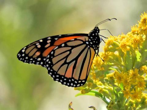 Monarch Butterfly