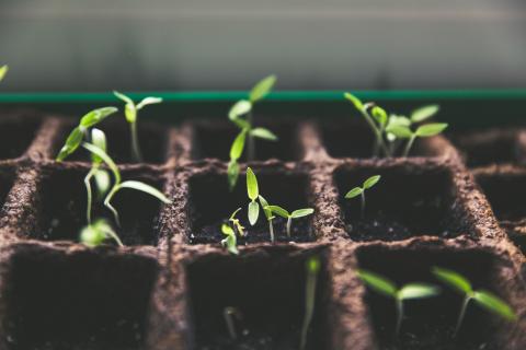 Seedlings in tray