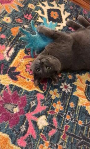 cat with catnip toy