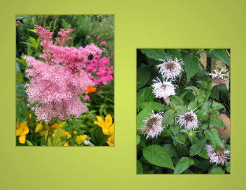 Images of Queen of the Prairie and Bradbury's Monarda