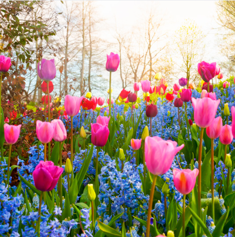 field of pink and blue flowers