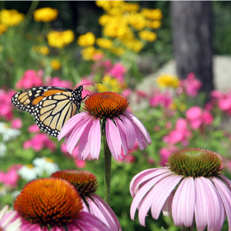 flower on a purple cone flower