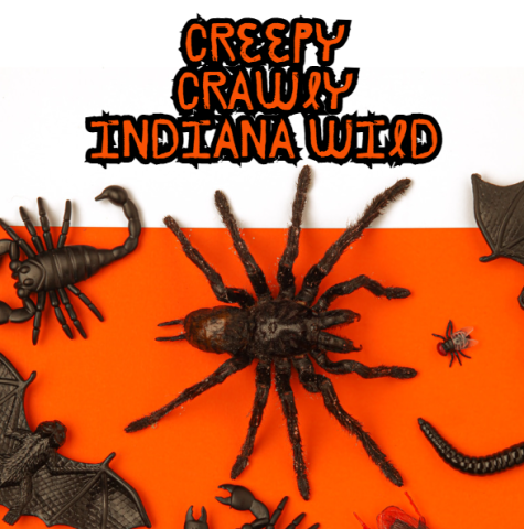half white, half orange background with creepy bugs on the bottom, and the words "creepy crawly Indiana Wild" at the top.