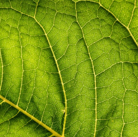 up close picture of a green leaf