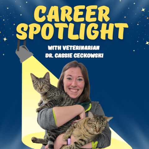 Navy blue with the words "Career Spotlight with veterinarian with dr. Cassie ceckowski" across the top with a spotlight on Dr. Cassie below it.  
