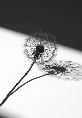 Black Wire Dandelion