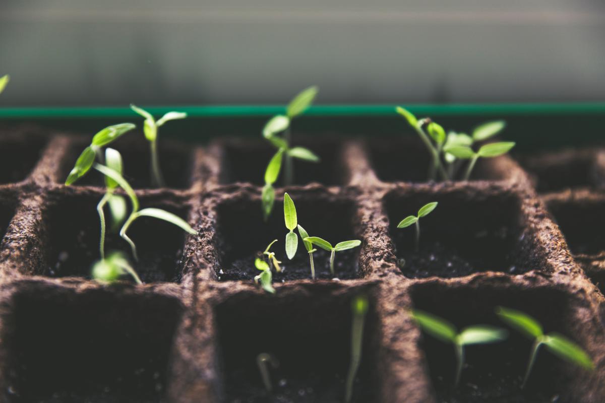 Seedlings in tray