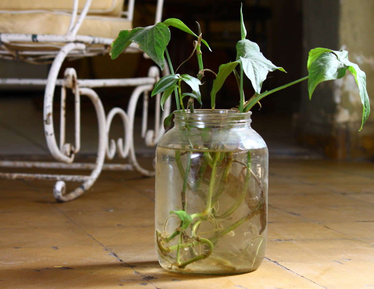 houseplant cutting in mason jar on a wooden floor