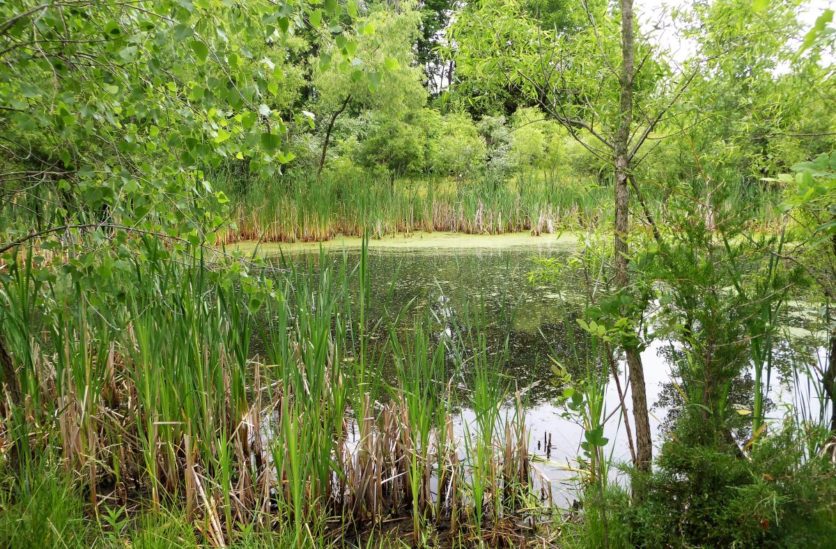 Trees and pond on the wetland grounds