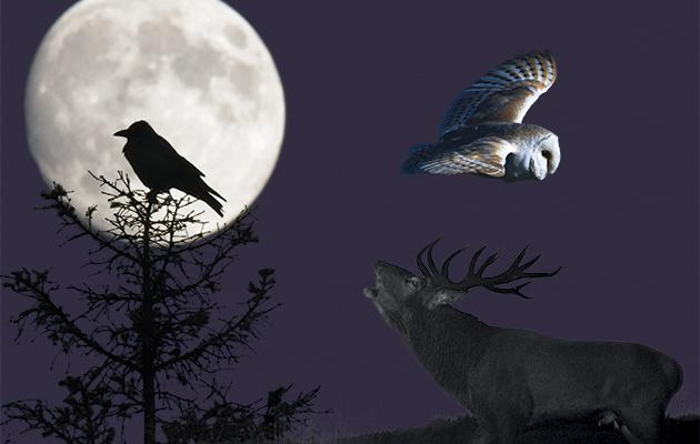 fall animals in the night sky