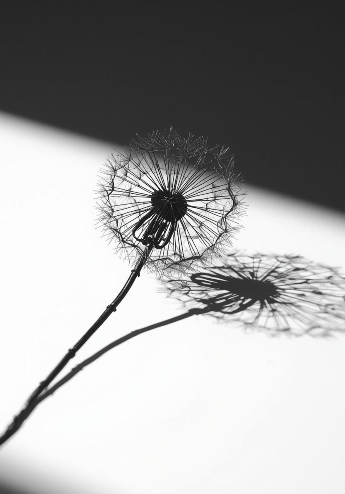Black Wire Dandelion
